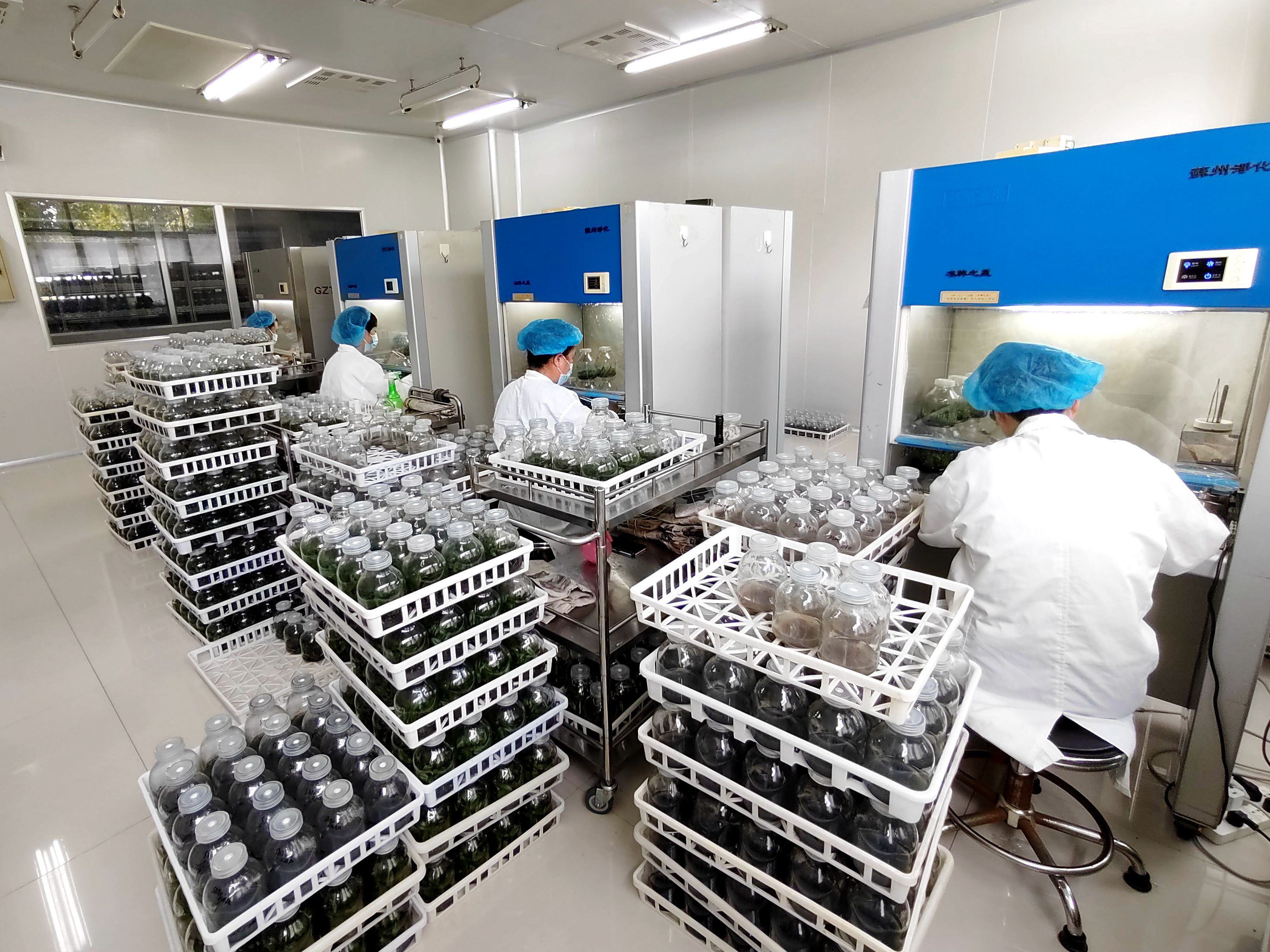 博華生(shēng)态農(nóng)業(yè)蝴蝶蘭組培接種技(jì)能(néng)比武圓滿完成